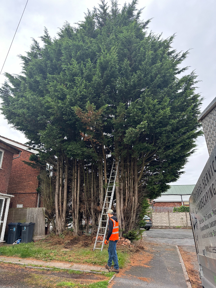 When Is Tree Removal Necessary When Is Tree Removal Necessary